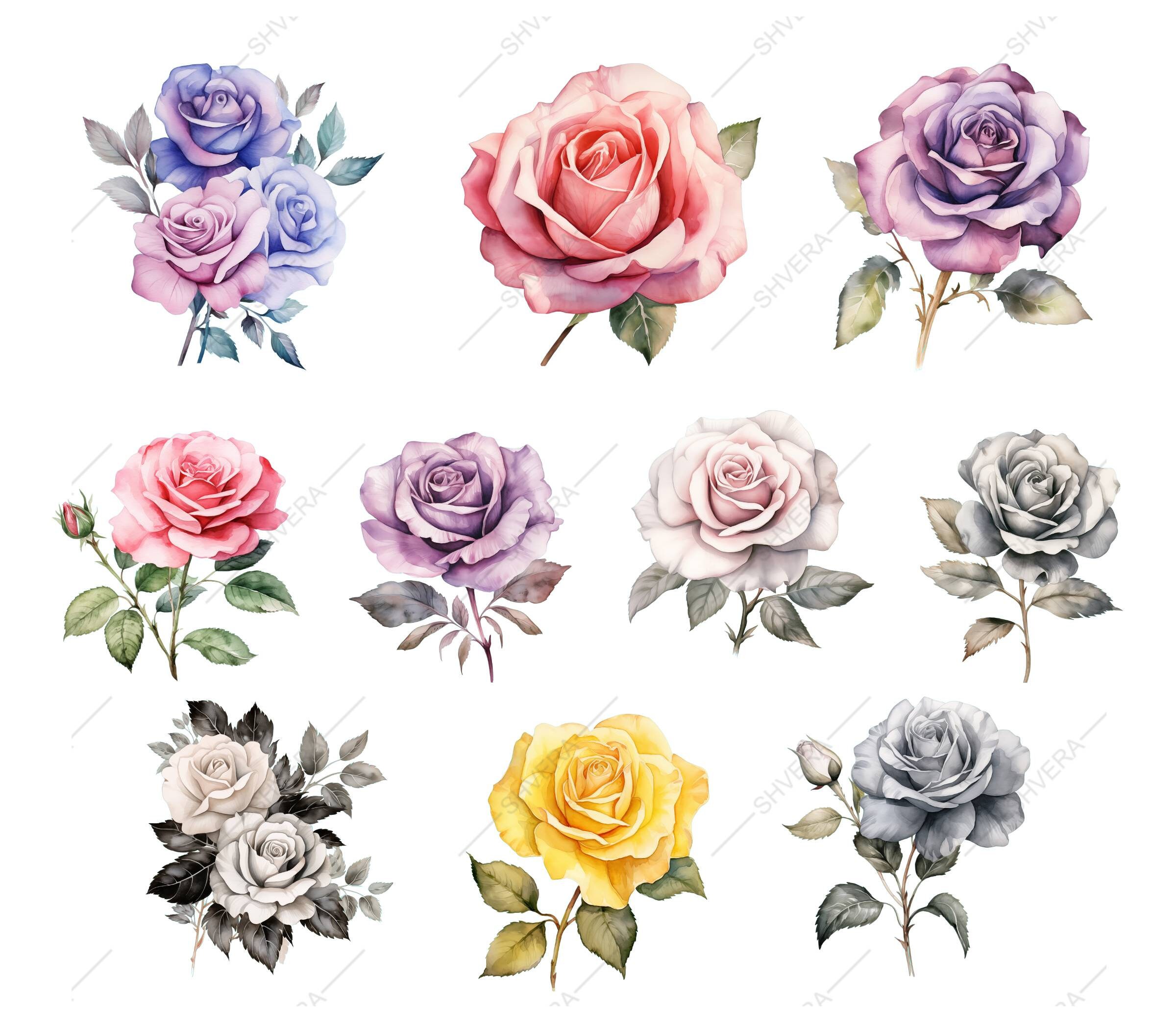 30 Watercolor Roses Digital Clipart Set, Png Watercolor Flower Set ...