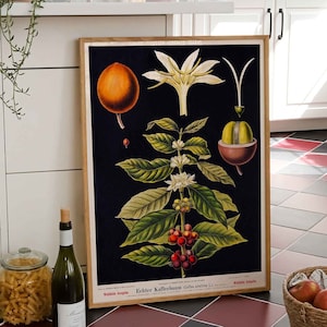 Vintage Print Kaffee Pflanze Retro Poster Coffea Arabica alte Lehrtafel botanische Illustration Wanddekoration Küche Deko Wandschmuck