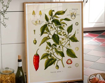 Vintage Print Chili Plant Capsicum annuum Botanical Poster Pepperoni Illustration Kitchen Poster Decoration Wall Decoration Country House Wall Decoration