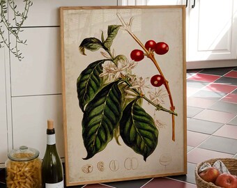 Vintage print coffee plant poster decoration botany Coffea Arabica lexicon kitchen poster wall decoration country house wall decoration art print