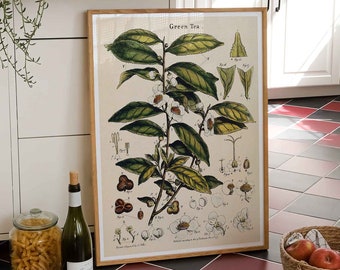 Vintage Print Tea Plant Poster Green Tea Wall Art Botany Kitchen Wall Decoration Botanical Illustration Gift Idea for Tea Lovers