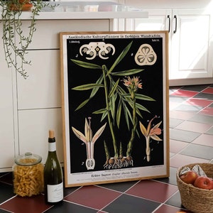 Vintage Print Ginger Plant Poster Botanical Botany Ginger Plant Real Ginger Wall Decoration Country House Kitchen Gift Idea Wall Decoration