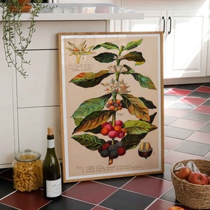 Coffee plant vintage print botany poster Coffea arabica tree wall decoration decor botanical kitchen poster wall decoration kitchen gift idea