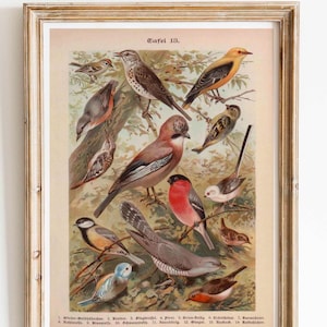Stampa vintage con uccelli, tavola con uccelli, poster, illustrazione antica, enciclopedia, decorazione da parete vintage, tavola didattica, decorazione da parete, botanica, casa di campagna, stampa