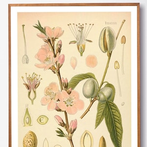 Vintage Print Almond Plant Poster Botanical Floral Illustration Amygdalus communis Wall Decoration Almond Tree Wall Art Gift Idea