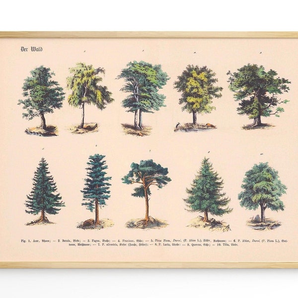 Wald Bäume Vintage Print Botanik Poster Wanddekoration botanische Illustration verschiedene Arten Waldbäume mit Beschriftung Wandschmuck
