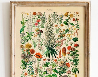 Vintage Print Flowers Fleurs Poster Adolphe Millot Larousse Floral Illustration French Vintage Wall Decoration Wall Decoration Gift Idea