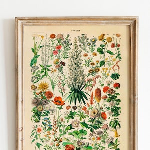 Vintage Print Flowers Fleurs Poster Adolphe Millot Larousse floral illustration French vintage wall decoration wall decoration gift idea