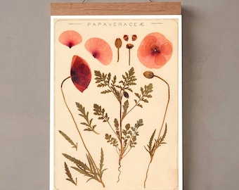 Vintage Poster pinke Mohnblume Druck florale Wanddekoration Wandschmuck botanical Illustration Geschenkidee