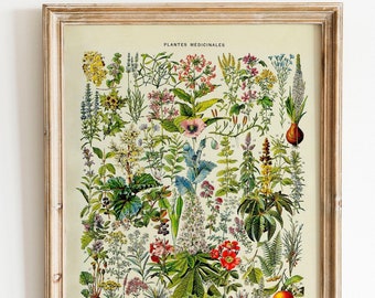 Vintage Print medizinische Pflanzen Blumen Poster Nr.2 florale botanische Illustration französischer Lexikon Wanddekoration Wandschmuck