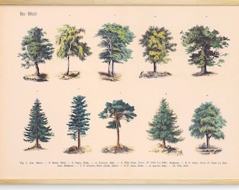 Pôster vintage de botânica com árvores da floresta para decoração de parede. Ilustração botânica de vários tipos de árvores da floresta com etiquetas.