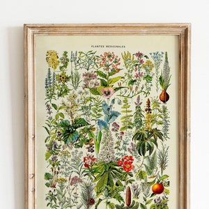 Vintage Print medizinische Pflanzen Blumen Poster Nr.2 florale botanische Illustration französischer Lexikon Wanddekoration Wandschmuck