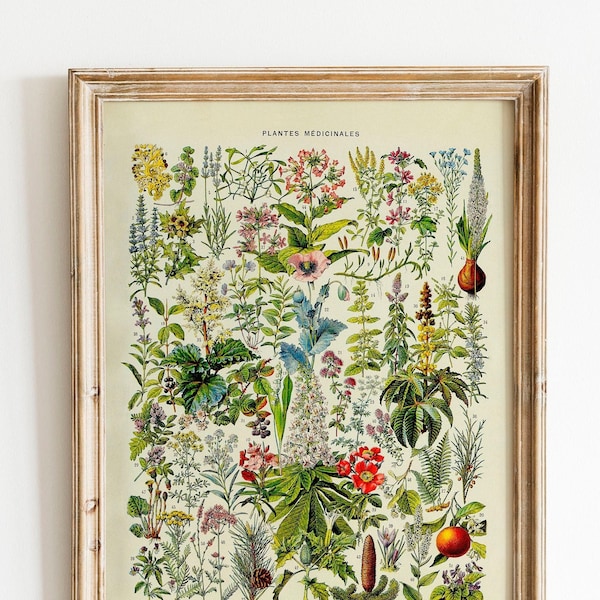 Vintage Print medizinische Pflanzen Blumen Poster Nr.2 florale botanische Illustration französischer Lexikon Wanddekoration Wandschmuck