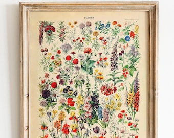 Impressão fleurs flores cartaz vintage francês adolphe millot ilustração floral decoração de parede ilustração decoração de parede ideia de presente