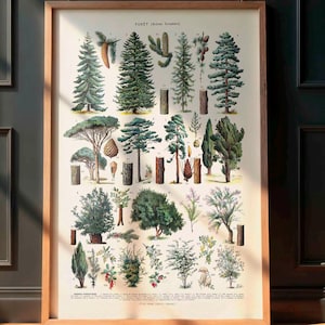 Vintage print met bosbomen, vintage botanische poster, kunstprint met bomen, bos, naaldbomen en coniferen, wanddecoratie voor een landhuis, antieke decoratie.