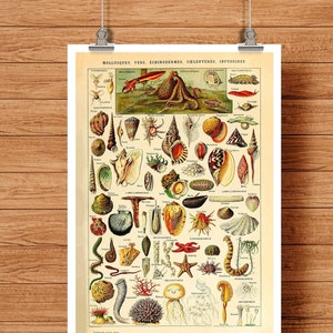 Vintage Poster Mollusques Vers Muscheln Sternstern Adolphe Millot Illustration Print Vintage Wall Decoration Sealife Wall Decoration Gift Idea