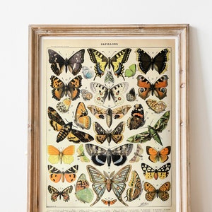 Vintage Print Papillons Butterflies Poster Adolphe Millot French Vintage Wall Decoration Wall Art Insects Illustration