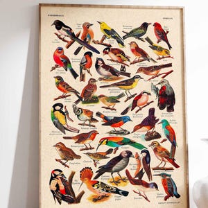 Vögel Vogel Poster Vintage Illustration Druck Lexikon Vögel verschiedene Arten Bild Wandschmuck Wanddekoration Print Geschenkidee