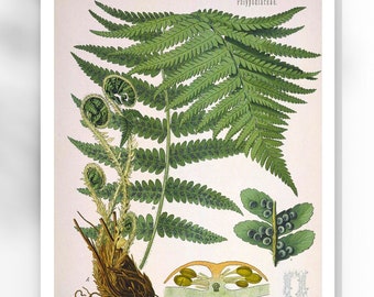 Pôster vintage com estampa botânica de samambaia, arte de parede, ilustração antiga, decoração de parede com estampa botânica, ideia para presente.