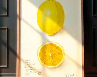 Vintage Print Lemon Poster, Botanical Illustration, Kitchen, Kitchen Decor, Wall Decoration, Citrus Fruits, Kitchen Poster, Cottagecore Wall Decor