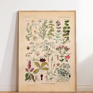 Vintage Print medizinische Pflanzen Plantes Digestives Druck Poster französische Vintage botanische florale Illustration Wanddekoration