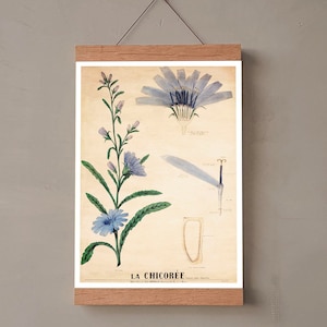 Vintage Print Plant Chicory La Chicorée Emile Deyrolle Poster French Vintage Floral Botanical Wall Decoration Blue Wall Art