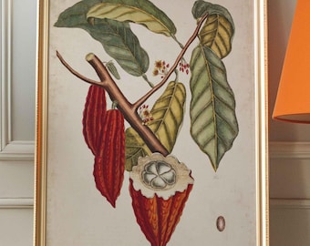 Póster vintage de la planta de cacao, ilustración botánica de Theobroma Cacao, árbol de chocolate, decoración de pared para cocina, idea de regalo para amantes del chocolate.
