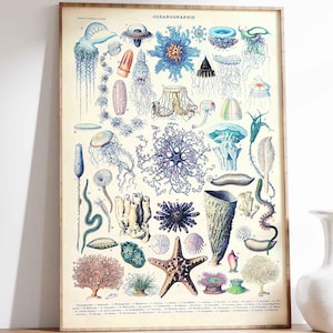 Stampa d'epoca Poster oceanografia Decorazione murale francese vintage di Adolphe Millot, casa di campagna, stelle marine, meduse, conchiglie, arte murale marittima