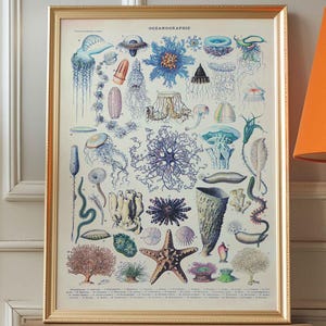 Vintage Print Oceanography Poster French Vintage Adolphe Millot Country House Wall Decoration Starfish Jellyfish Shells Maritime Wall Art
