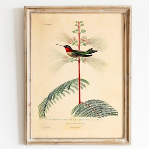 Pôster de pássaro Impressão vintage Le petit Rubis de la Caroline Lexicon Fern Hummingbird Wall Art Decoração de parede de casa de campo Imagem Cottagecore Wall Art