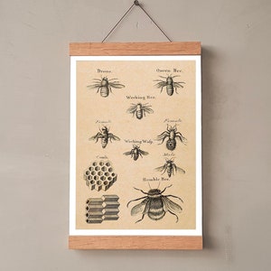 Vintage Print Bienen Poster botanische Illustration verschiedene Bienenarten Print antike Wandschmuck Wanddekoration Geschenkidee