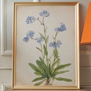 ヴィンテージプリント ワスレナグサの花 観賞植物 植物学ポスター 植物画 ワスレナグサの壁飾り