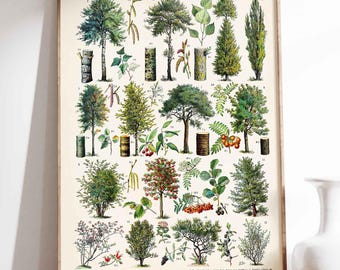 Forest Trees Print French Vintage Poster Arbres Wall Decoration Botanical Illustration Deciduous Trees with Caption Adolphe Millot