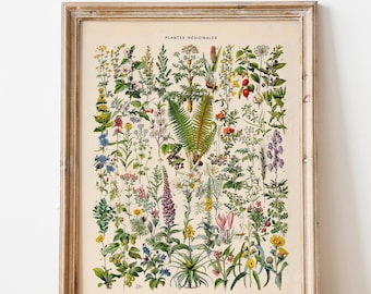 Vintage Print medical plants flowers poster floral botanical illustration French lexicon wall decoration wall ornament botany