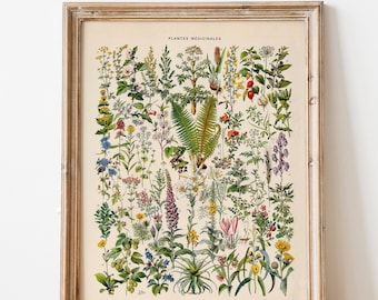 Vintage Print medizinische Pflanzen Blumen Poster florale botanische Illustration französischer Lexikon Wanddekoration Wandschmuck Botanik