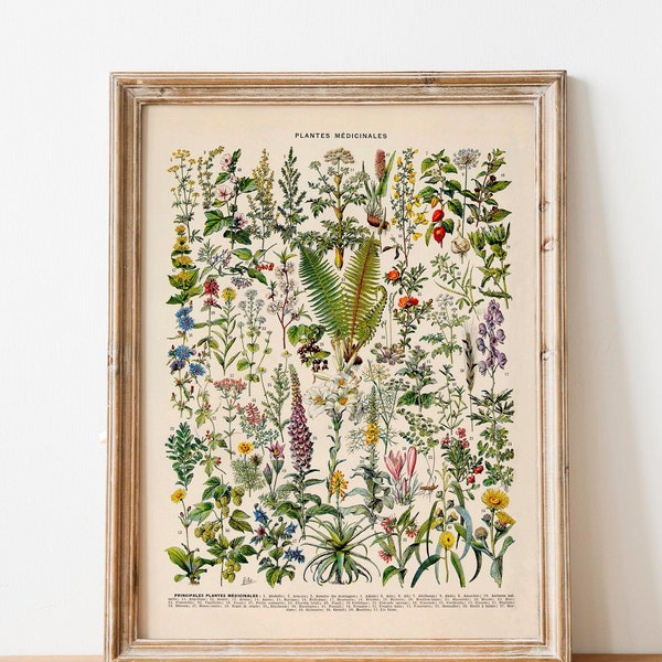 Vintage Print medizinische Pflanzen Blumen Poster florale botanische Illustration französischer Lexikon Wanddekoration Wandschmuck Botanik