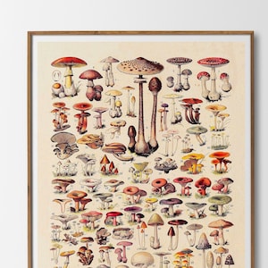 Mushrooms Poster Adolphe Millot Vintage Print Mushrooms No.2 Kitchen Wall Decoration Poster Antique Botanical Illustration Gift Idea Wall Decoration