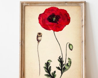 Vintage Print Poppy Poster Poppies Papaver Wall Decoration Floral Botanical Illustration Flower Wall Decoration Botany Gift Idea