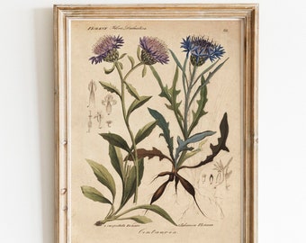 Cornflower knapweed vintage print encyclopedia poster picture wall decoration floral illustration wild flowers wall decoration gift idea