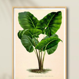 Vintage Print Dschungel Pflanze Elefantenohr Greenary Alocasia Villeneuvei botanische Illustration Poster Wandekoration Botanik Wandschmuck