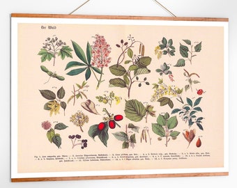 Pôster Vintage da Floresta com Folhas da Floresta - Impressão de Ilustração Botânica - Reprodução Artística - Decoração de Parede - Ideia de Presente com Tema de Folhas da Floresta