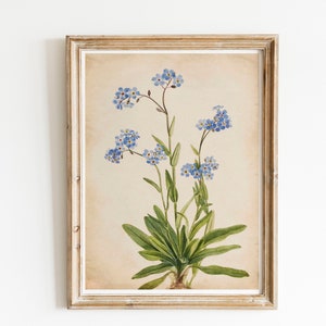 Impressão vintage, flor, miosótis, planta ornamental, botânica, pôster, ilustração floral botânica, miosótis, arte de parede, decoração de parede