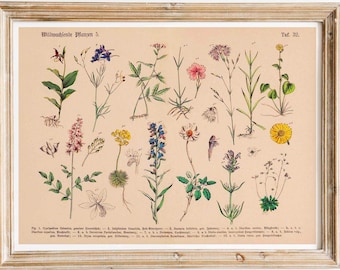 Botanische prent Wilde planten Vintage poster Wilde planten bloemen illustratie Muurdecoratie Landhuis muurdecoratie Cadeau-idee