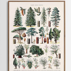 Vintage Druck Waldbäume Bäume Poster Arbres Kunstdruck Wald französische Vintage Poster Reproduktion Landhaus Wanddekoration Geschenkidee