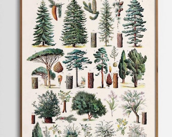Vintage Print Forest Trees Vintage Botanical Poster Trees Arbres Art Print Forest Forestry Trees & Conifers Country House Wall Decoration Antique Decor