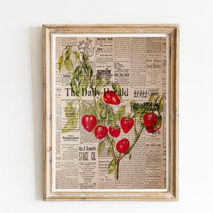 Vintage Print Chili on antique newspaper poster antique illustration encyclopedia art print wall decoration wall decoration gift idea