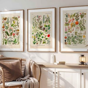 3er Set Vintage Print Pflanzen Chart Plantes Calmantes Plantes Dangereuses botanische Wall Art Larousse Médical Cottagecore Wandschmuck Bild