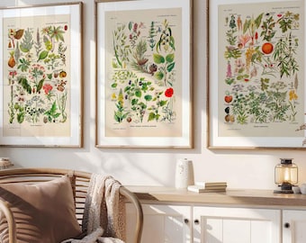 Set van 3 vintage print planten grafiek Plantes Calmantes Plantes Dangereuses botanische muur kunst Larousse medische Cottagecore wanddecoratie foto
