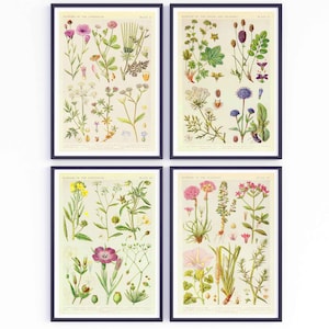 Vintage Print Set of 4 Wildflowers Plants Botany Flowers Poster Floral Wall Decoration Wild Flowers Botanical Illustration Country House Picture