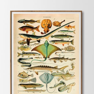 Vintage Print Fish Poster Adolphe Millot Poissons Poster No. 3 Country House Wall Decoration Cottagecore Wall Decoration Fish Picture Gift Idea